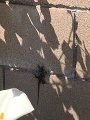 Sceloporus occidentalis