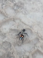Traumatomutilla centralis