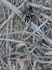 Traumatomutilla centralis