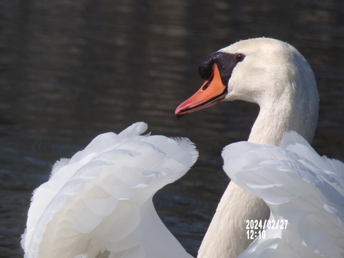 Foto de Mute Swan