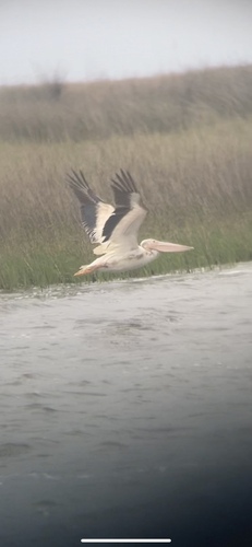 American White Pelican photographed in Louisiana