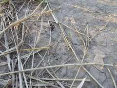 Traumatomutilla centralis