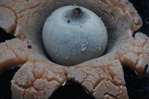 Geastrum (Photo 2 of 8)