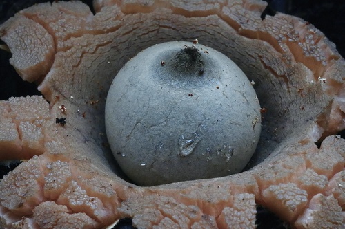 Geastrum (Photo 5 of 8)