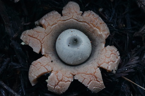 Geastrum (Photo 3 of 8)