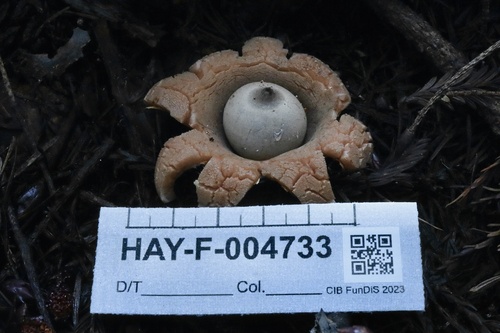Geastrum (Photo 6 of 8)
