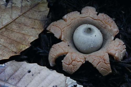 Geastrum (Photo 4 of 8)