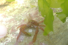 Menaethius monoceros