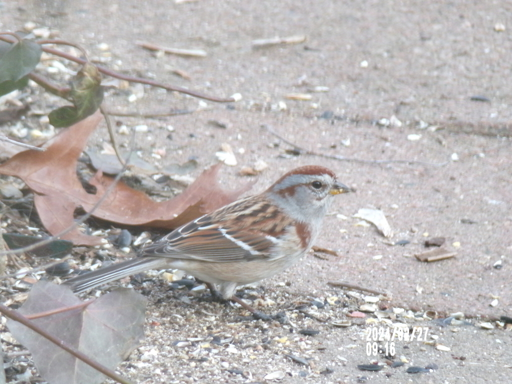 Eastern American Tree Sparrow