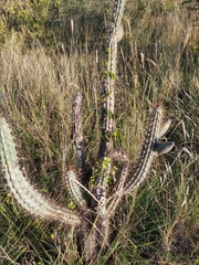 Cereus aethiops