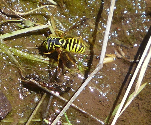 Interrupted Hornet Fly photo 4