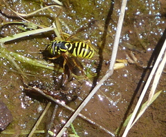Spilomyia interrupta