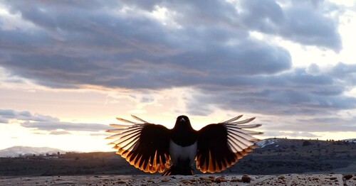 Black-billed Magpie, Lassen County, CA, USA, photo 9 of 10