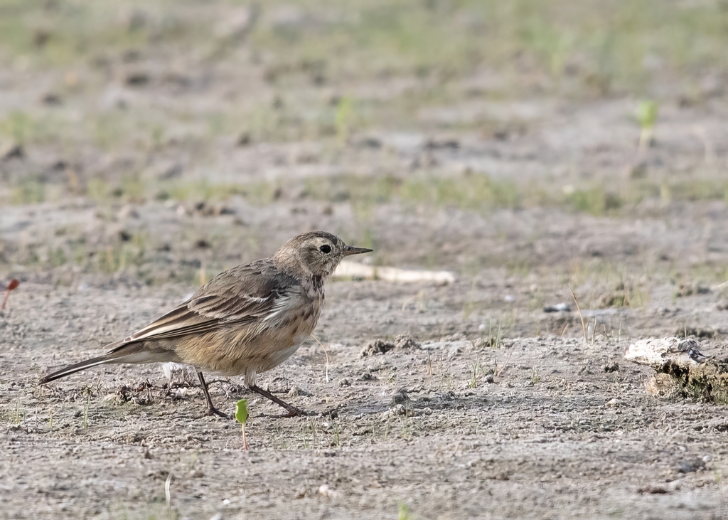 American Pipit from Lake Findley on March 9, 2024 at 09:37 AM by Mike ...