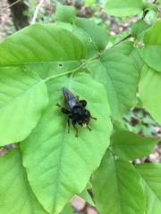 Laphria mitsukurii