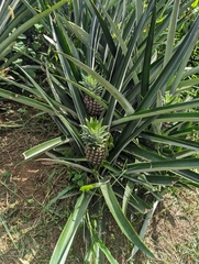 Ananas comosus image