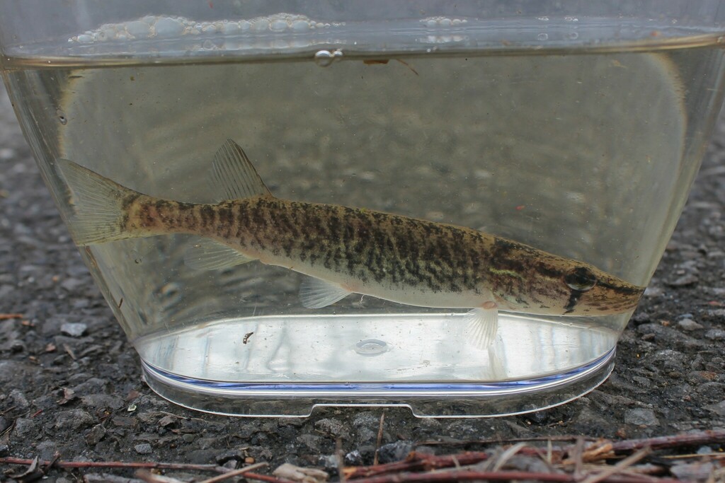 Photo of a Redfin Pickerel