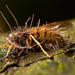 Ophiocordyceps humbertii - Photo (c) pedro vargas, algunos derechos reservados (CC BY-NC), uploaded by pedro vargas
