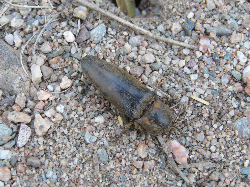 Fulgeochlizus
