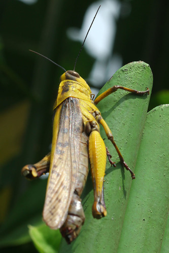 Javanese Grasshopper photo 4