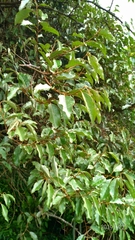 Elaeagnus thunbergii
