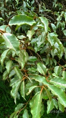 Elaeagnus thunbergii