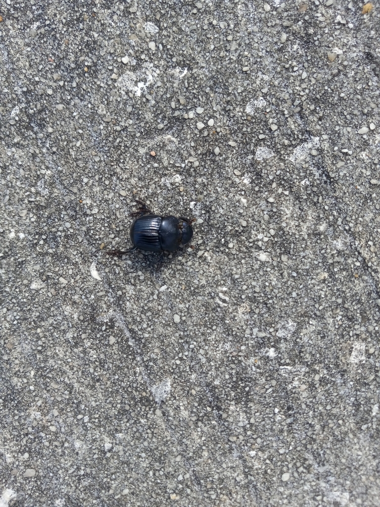 Dung Beetles from Malabar, FL 32950, USA on March 9, 2024 at 10:29 AM ...