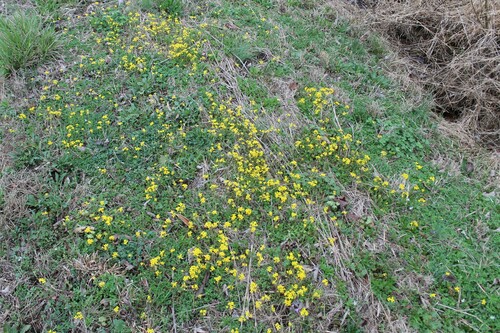 Image of Paysonia lescurii by (c) Dominic, some rights reserved (CC BY)