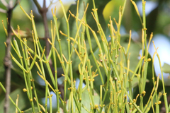 Viscum articulatum