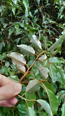 Elaeagnus thunbergii