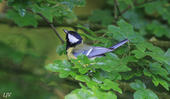 Parus major