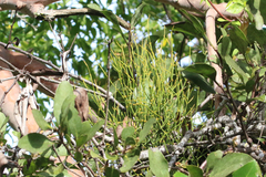Viscum articulatum