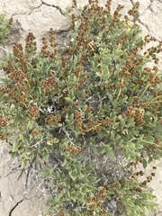 Atriplex gardneri