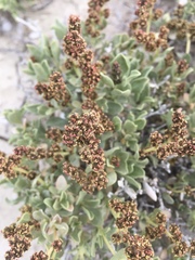 Atriplex gardneri