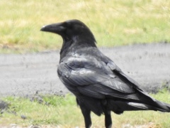 Corvus cryptoleucus