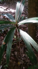 Dypsis pulchella