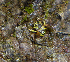 Spilomyia interrupta