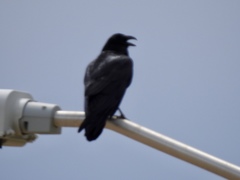 Corvus cryptoleucus