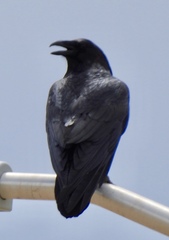 Corvus cryptoleucus