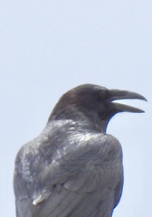 Corvus cryptoleucus