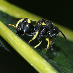 Brachymeria