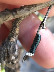 Trirhabda flavolimbata