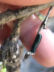 Trirhabda flavolimbata