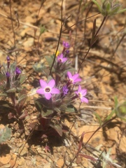 Collomia diversifolia