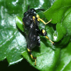 Brachymeria
