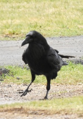 Corvus cryptoleucus