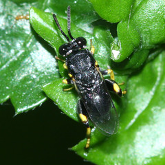 Brachymeria