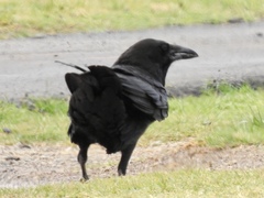 Corvus cryptoleucus