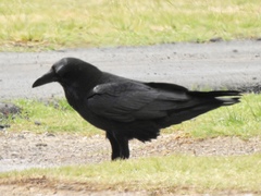 Corvus cryptoleucus