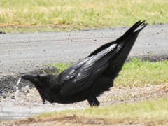 Corvus cryptoleucus